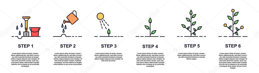 Growing plant stages concept