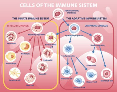 Scheme of appearance of cells of immune system clipart