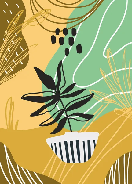 Özet saksı bitkisi