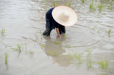 Çamurlu Asyalı çocuk, Tayland 'da çiftçiler ve çocuklar için pirinç yetiştirmeyi öğrenmek için tarla çiftliğine pirinç ekmekten zevk alıyor..