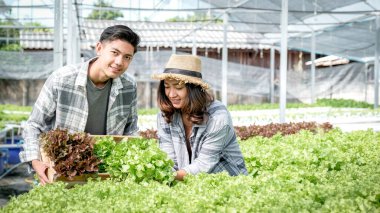 Sebzeli organik salata hasat eden çiftçi, müşteriler için hidrofonik çiftlikten marul..