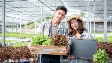 Sebzeli organik salata hasat eden çiftçi, müşteriler için hidrofonik çiftlikten marul..