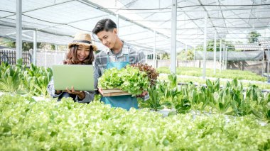 2 Çiftçi, sebzeli organik salatanın kalitesini ve hidroponik çiftlikteki marulları inceler ve müşterilere en iyi ürünü vermek için dizüstü bilgisayara kaydeder..