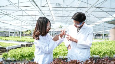 2 bilim adamı çiftçinin hidrofonik çiftliğinden sebze organik salatası ve marul kalitesini inceledi..