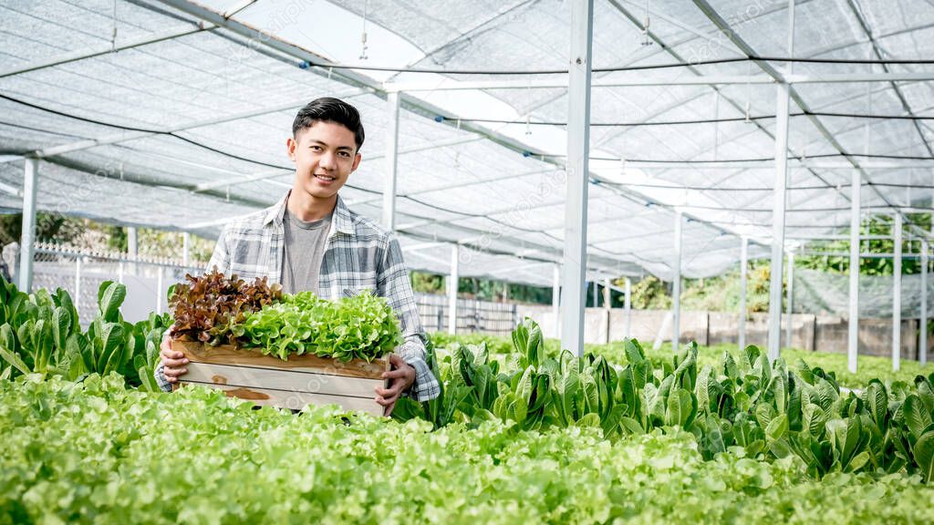 Farmer man harvests a vegetable organic salad, lettuce from a hydroponic farm.