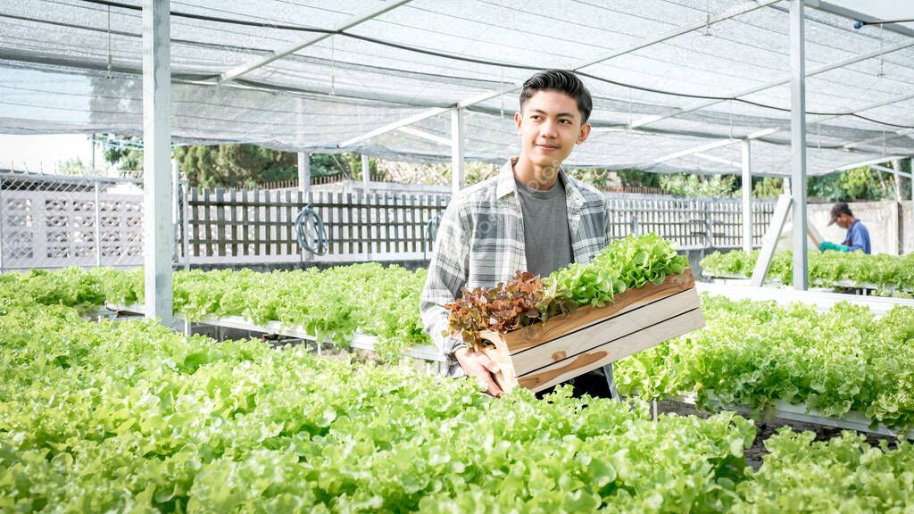 Farmer man harvests a vegetable organic salad, lettuce from a hydroponic farm.