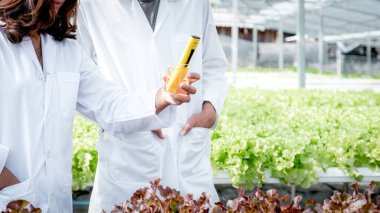 2 bilim adamı çiftçinin hidrofonik çiftliğinden sebze organik salatası ve marul kalitesini inceledi..