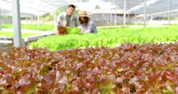 Sallad Lantbrukare Skördar Grönsaksodlad Ekologisk Sallad Från Vattenbruket För Kunder — Stockvideo