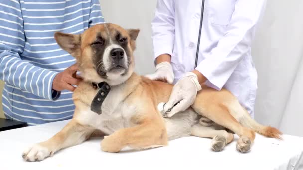 医者は老人の犬の健康をチェックするために聴診器を使用しました — ストック動画