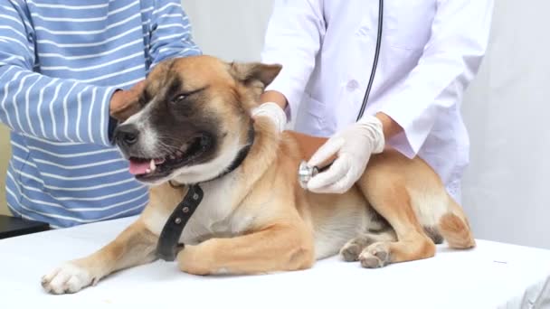 Doctor Used Stethoscope Check Health Elderly Woman Dog — Stock Video