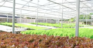 Sebzeli organik salata hasat eden çiftçi. Hidrofonik çiftlikten müşterilere marul..