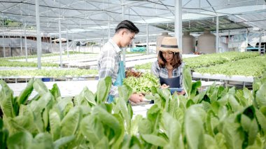 2 Çiftçi sebze organik salatasının kalitesini ve hidroponik çiftlikteki marulları inceler ve müşterilere en iyi ürünü vermek için panoya not alır..