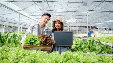 Sebzeli organik salata hasat eden çiftçi, müşteriler için hidrofonik çiftlikten marul..
