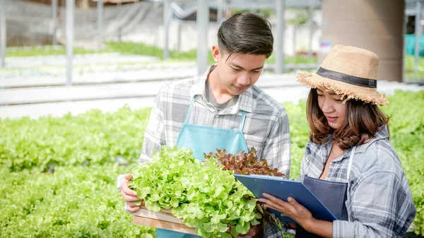 2 Çiftçi sebze organik salatasının kalitesini ve hidroponik çiftlikteki marulları inceler ve müşterilere en iyi ürünü vermek için panoya not alır..