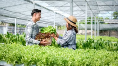 Sebze salatası, çiftçi müşteriler için organik marul topluyor..