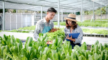 2 Çiftçi sebze organik salatasının kalitesini ve hidroponik çiftlikteki marulları inceler ve müşterilere en iyi ürünü vermek için panoya not alır..