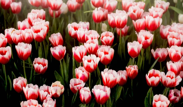 Flor Tulipán Rojo Prado Primavera Fondo Del Jardín — Foto de Stock