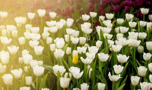 Multi Tulip Flower Spring Meadow Garden Background — Stock Photo, Image