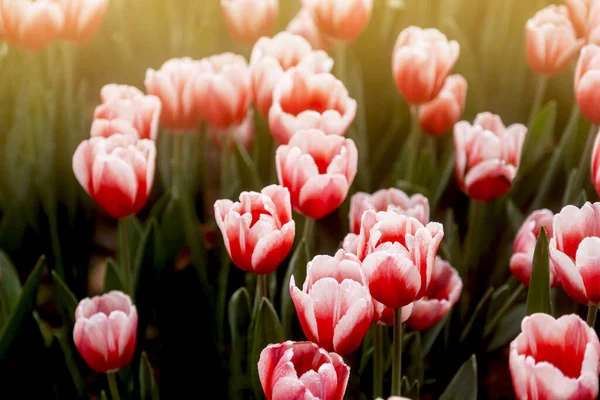 Red Tulip Flower Spring Meadow Garden Background — Stock Photo, Image