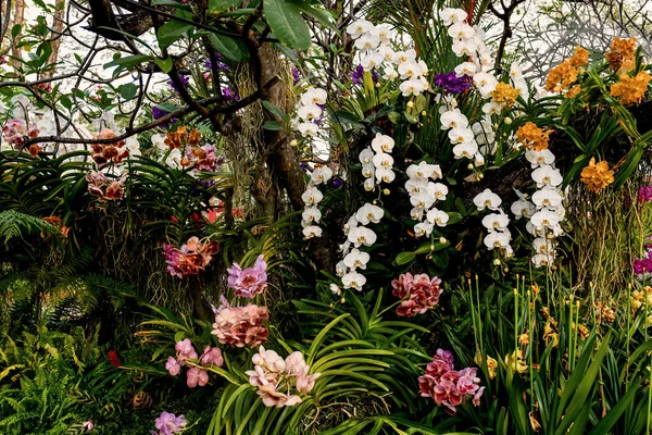 Multi Fiore Del Orchid Nel Prato Primavera Allo Sfondo Del — Foto Stock