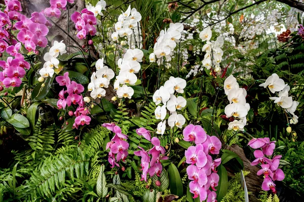 Multi Orchid flower in spring meadow at the garden background.