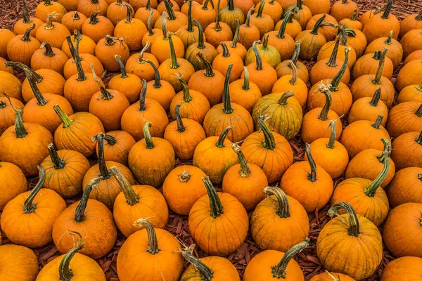 가을에 농장에서 판매하기 바닥에 옹기종기 오렌지 호박들이 — 스톡 사진