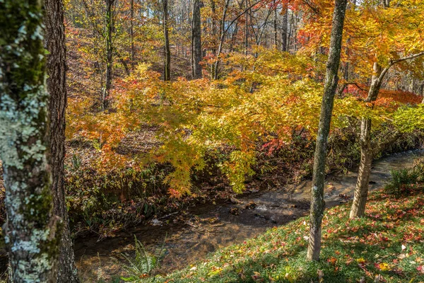 Stunning large Japanese maple tree on the hill with vibrant yellow and orange leaves hanging over the flowing creek in the woodlands on a sunny afternoon in autumn