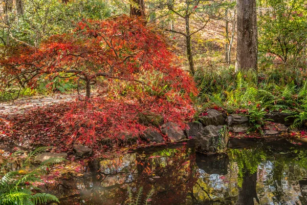 Árvore Bordo Japonês Vermelho Brilhante Lado Uma Lagoa Com Folhas — Fotografia de Stock