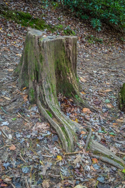 Vieux Tronc Arbre Altéré Long Sentier Sur Une Colline Dans — Photo