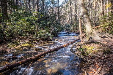 Kayaların üzerinde küçük şelaleleri olan hızlı hareket eden bir dere. Sonbaharda güneşli bir günde ağaçların arasından akan suların üzerinde düşen bir ağaç kütüğü var.