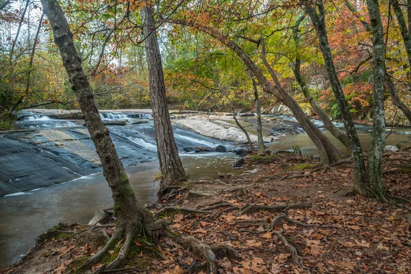 Scheve Bomen Met Blootgestelde Wortels Het Ondiepe Water Dat Stroomafwaarts — Stockfoto