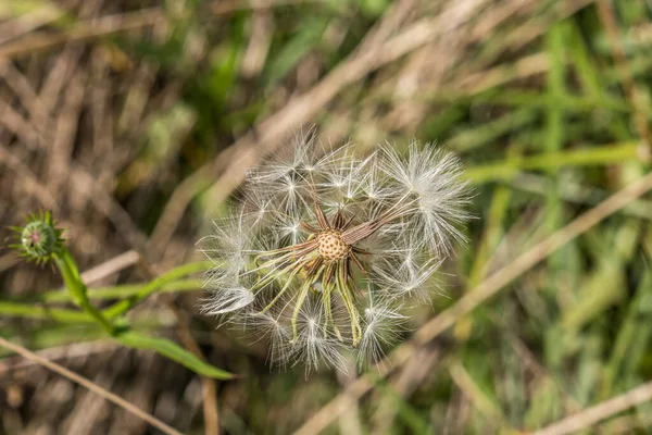 Una Flor Diente León Terminado Que Convirtió Semillas Que Algunos — Foto de Stock