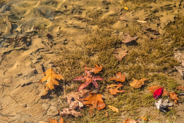 秋になると 湖底に沈んで砂に覆われたものもあれば 晴れた日には水面に鮮やかな色の新鮮な紅葉が見られます — ストック写真