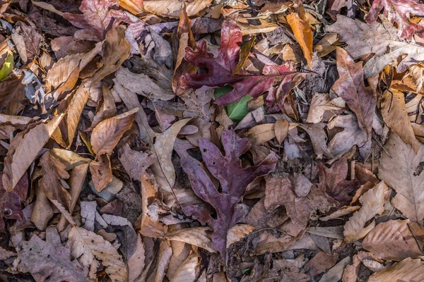 Outono Caído Folhas Cobrindo Chão Floresta Com Uma Variedade Formas — Fotografia de Stock