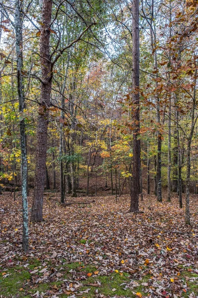 丘の中腹から見下ろすトレイルでは 秋の明るい日に地面を覆う葉で木々の上に鮮やかな色の葉を持つ明るいカラフルな森を通って — ストック写真
