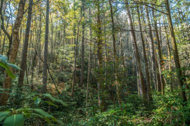 Sonbahar mevsiminde renk değiştiren yapraklar ve yapraklar saçan renkli ağaçlardan oluşan sık bir orman.