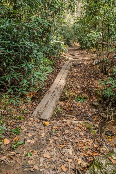 Large Plank Creek Connect Trail Forest Surrounded Fallen Leaves Rhododendron — Stock Photo, Image