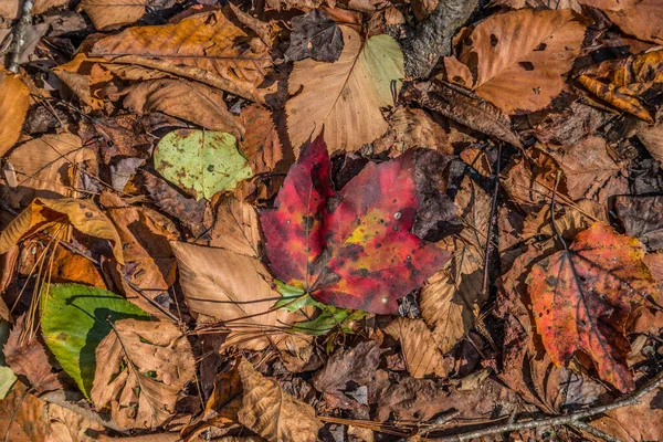 Bright Red Leaf Laying Other Colorful Leaves Forest Floor Trail — Stock Photo, Image