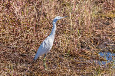 Kendi başına küçük olgunlaşmamış beyaz bir balıkçıl sığ sularda yiyecek arıyor. Etrafı su bitkileriyle çevrili. İlkbaharda parlak güneşli bir günde sığınakta ortaya çıkıyor.
