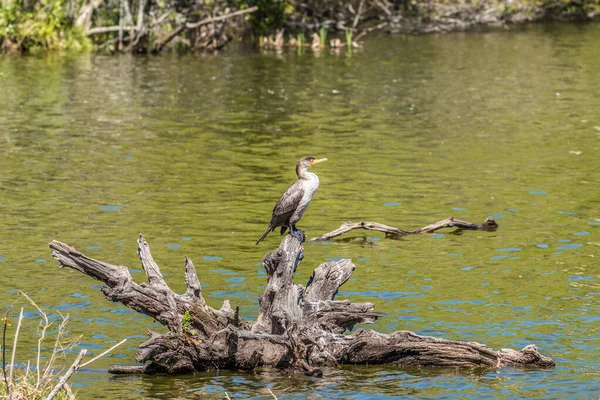 Cormorán Juvenil Posado Sobre Una Gran Madera Deriva Agua Con —  Fotos de Stock