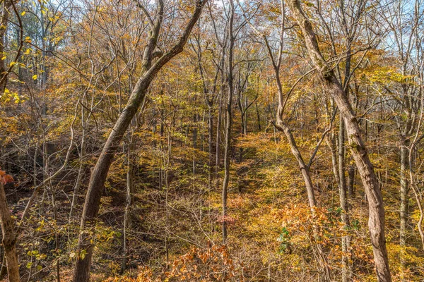 Een Heuvel Een Bos Met Uitzicht Levendige Veranderende Kleuren Van — Stockfoto