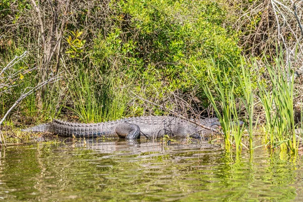 Large Alligator Hiding Tall Aquatic Plants Its Mouth Opened While — Foto Stock