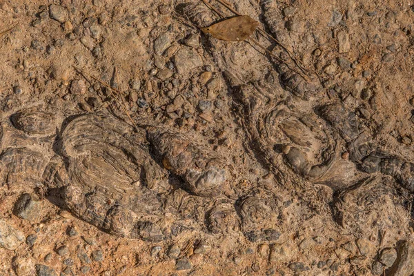 Raíces Árboles Expuestos Sendero Gnarly Lleno Baches Con Piedras Aplanan — Foto de Stock