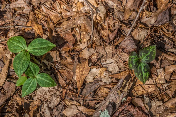 Lenézve Néhány Apró Vad Trilliumra Melyek Erdő Padlóján Bukkantak Fel — Stock Fotó