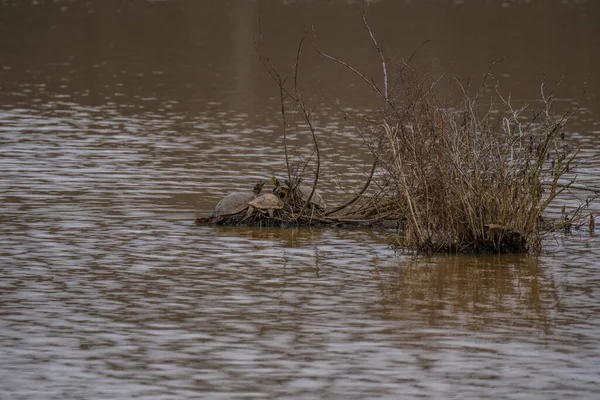 Група Розписаних Черепах Зібралася Рослинному Острові Воді Під Час Засмагання — стокове фото