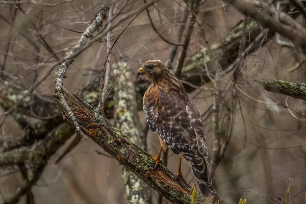 冬の終わりに獲物を探している森の奥深くにある朽ちた木の枝の上に大人のクーパーの鷹 — ストック写真