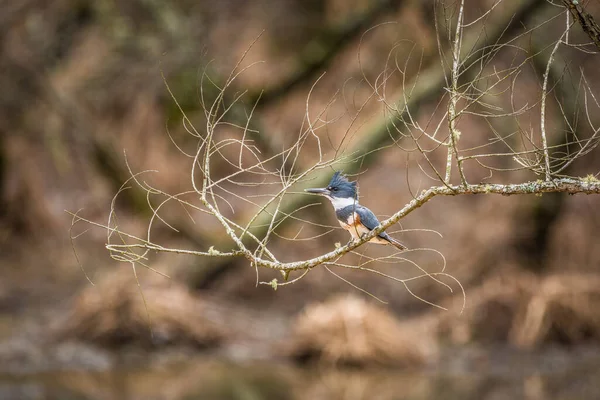 Uma Mulher Madura Cinturão Kingfisher Empoleirado Ramo Sobre Água Nas — Fotografia de Stock