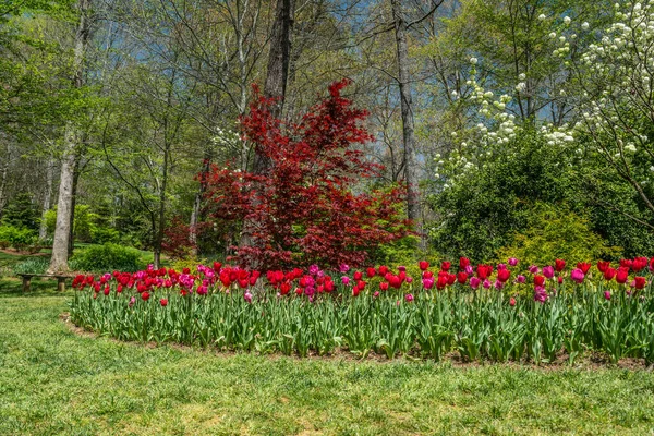 Heldere Levendige Kleuren Van Lente Het Park Met Tulpen Een — Stockfoto