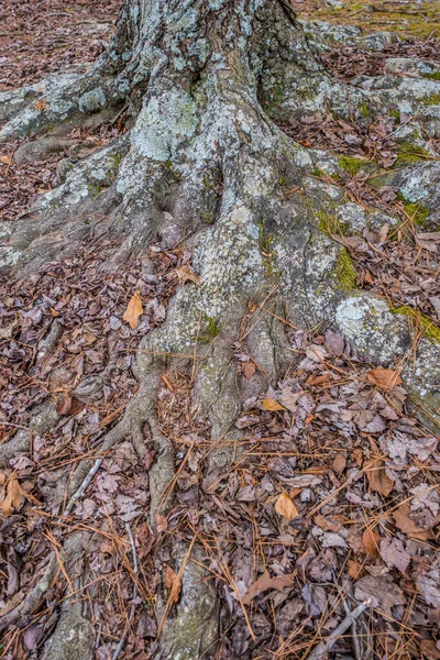 Freigelegte Knorrige Wurzeln Mit Flechten Die Den Baum Bedecken Zeigen — Stockfoto