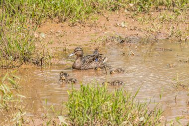 Anne yaban ördeği yavrusuyla sığ sularda yüzüyor baharın güneşli bir gününde sulak alanlarda.
